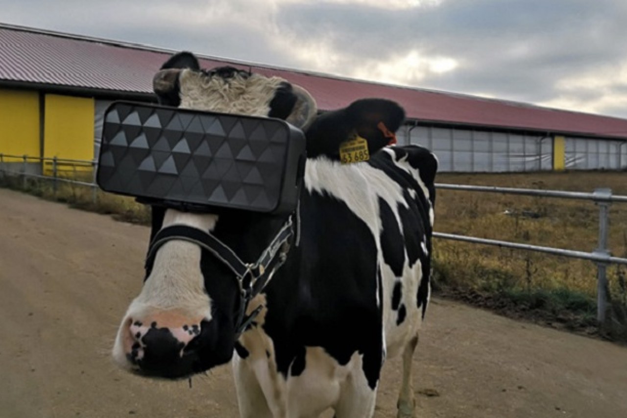 VR heatsets for cows in Russia
