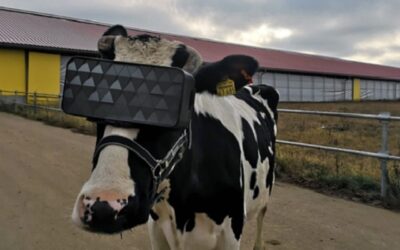 VR for cows: Mooove over Google and Facebook, the cows are in town